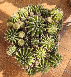cactus, diversi piante