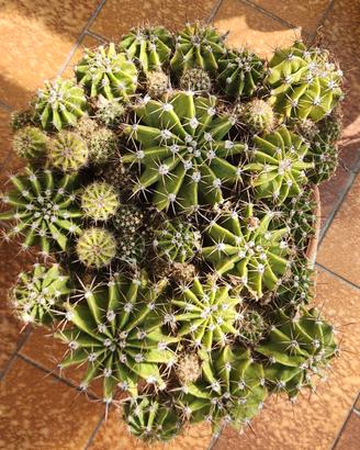 cactus, diversi piante