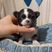 Chihuahua cucciolo blu bianco micro pelo lungo