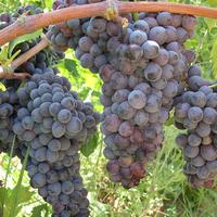 uVA Cirò gagliioppo  nero DOCG
