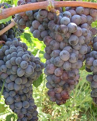 uVA Cirò gagliioppo  nero DOCG