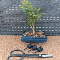 Bonsai Bosso+ forbice e contenitori concime