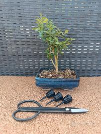 Bonsai Bosso+ forbice e contenitori concime