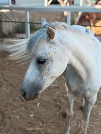 Pony da salto e ponygames