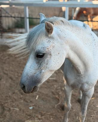 Pony da salto e ponygames