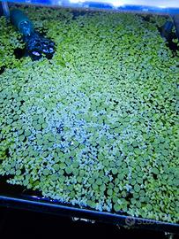 Piante e lumache acquario