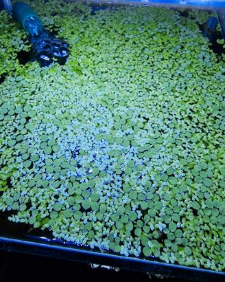 Piante e lumache acquario