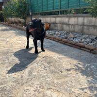 Labrador per monta