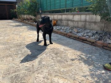 Labrador per monta