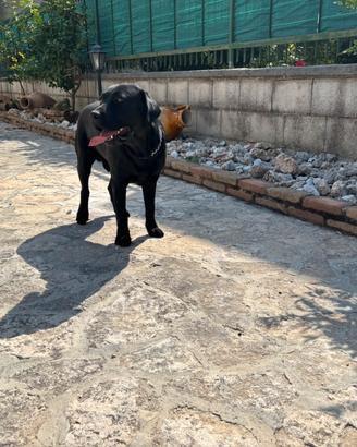 Labrador per monta