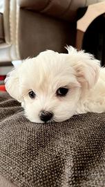 Cuccioli di maltese