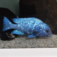 Pesci ciclidi Malawi