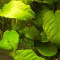 pianta Anubias acquario 