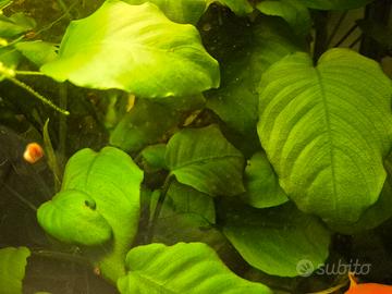 pianta Anubias acquario 