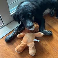 Cucciolone Border collie/Breton
