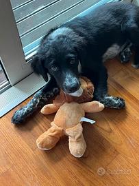 Cucciolone Border collie/Breton