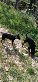 Pinscher nano