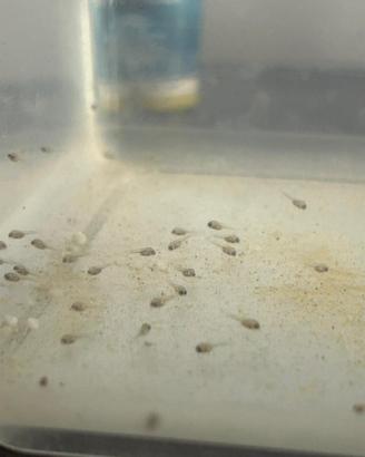 Avannotti convict (amatitlania nigrofasciata)