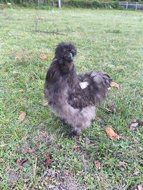 gallo moroseta nero sparviero