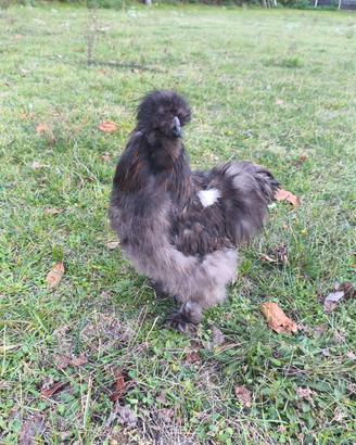 gallo moroseta nero sparviero