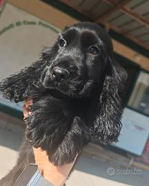 Cuccioli di Cocker Spaniel Inglese