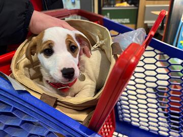 Jack Russel maschio bicolore