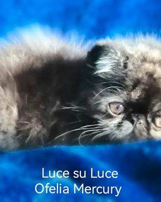 Exotic shorthair gattina