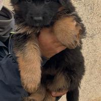 Disponibile Cucciolo di Pastore tedesco
