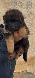 Disponibile Cucciolo di Pastore tedesco
