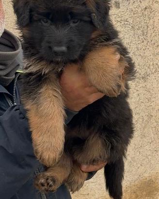 Disponibile Cucciolo di Pastore tedesco