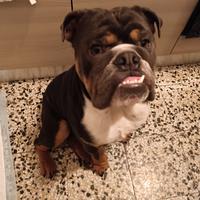 Bulldog inglese senza pedigree