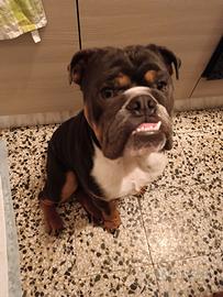 Bulldog inglese senza pedigree