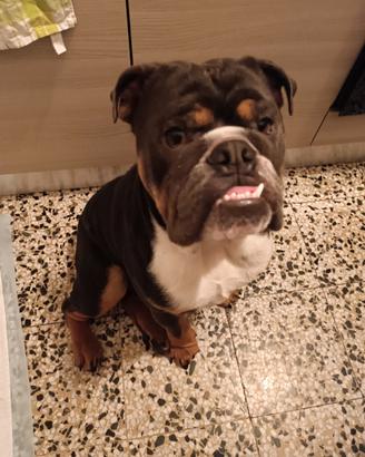 Incrocio Bulldog inglese