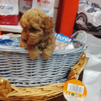 Barboncino toy femmina fulva