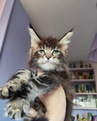 Cuccioli di maine coon