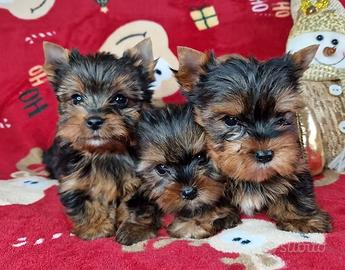 Yorkshire terrier toy cuccioli