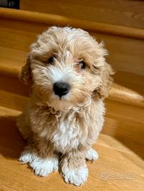 Cucciolo Maltipoo 7 mesi