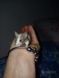 Mus musculus