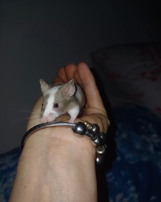 Mus musculus
