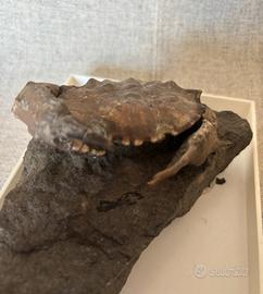 Granchio fossile