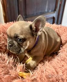 Bulldog francese