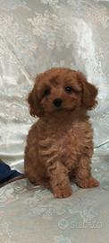 Maltipoo cucciola consegna in Sicilia