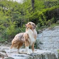 Seth, pastore australiano per monta