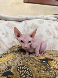 Sphynx cucciolo