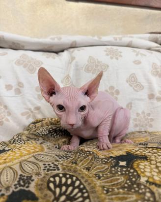 Sphynx cucciolo