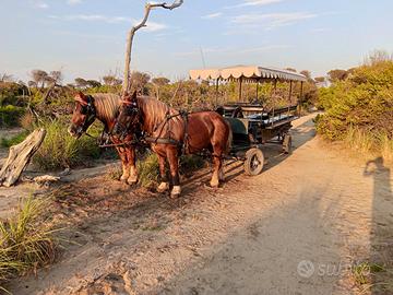 Carozza per cavalli