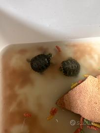 Tartarughe di acqua