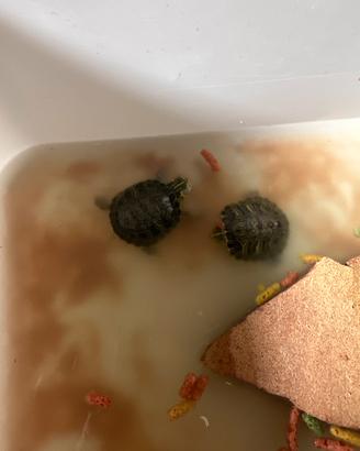 Tartarughe di acqua