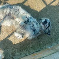 Setter inglese bianco e nero