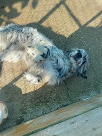 Setter inglese bianco e nero